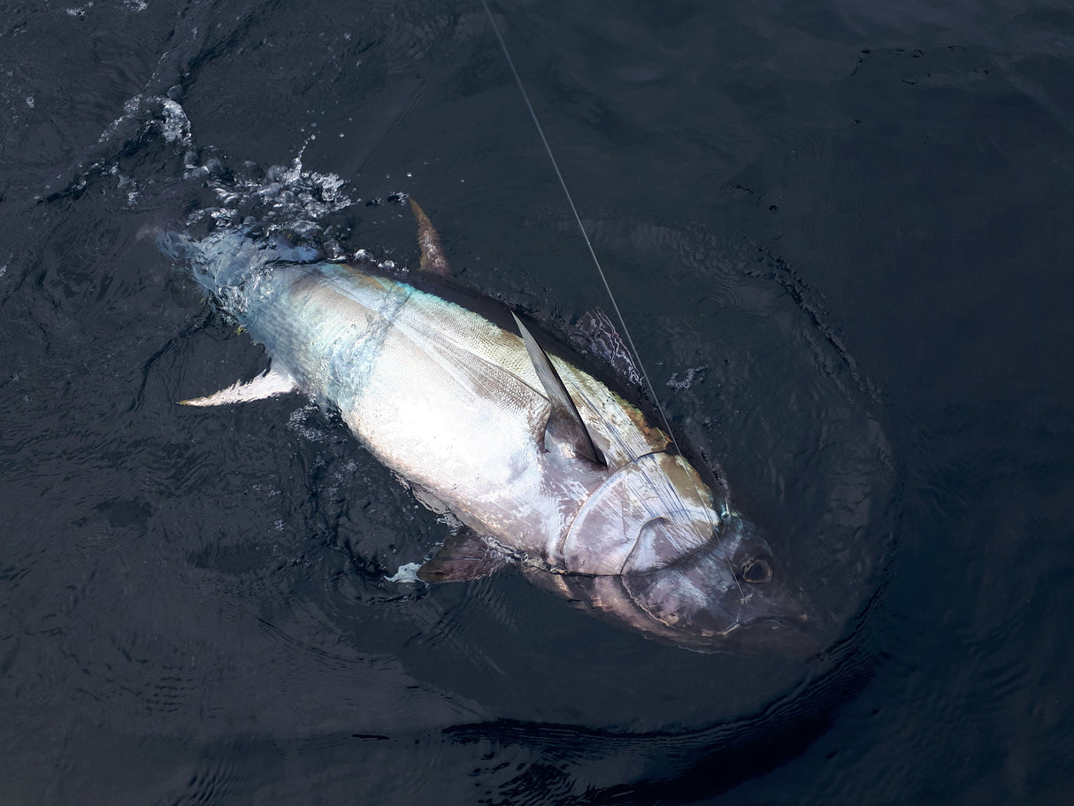 Zenaq - FOKEETO FB53-J15 IKARI