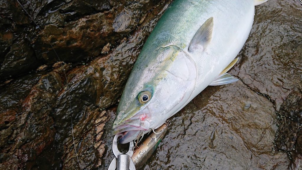 Ripple Fisher - RunnerExceed 911MH Nano Topwater Rod