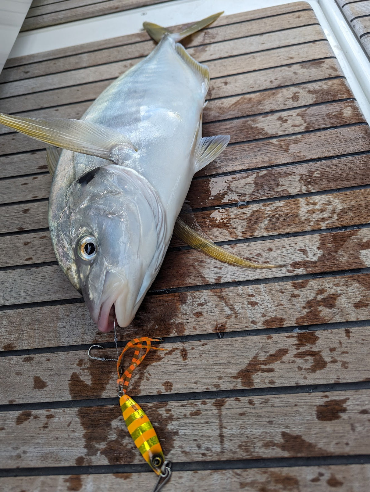 Hayabusa - Jack Eye Kunekune