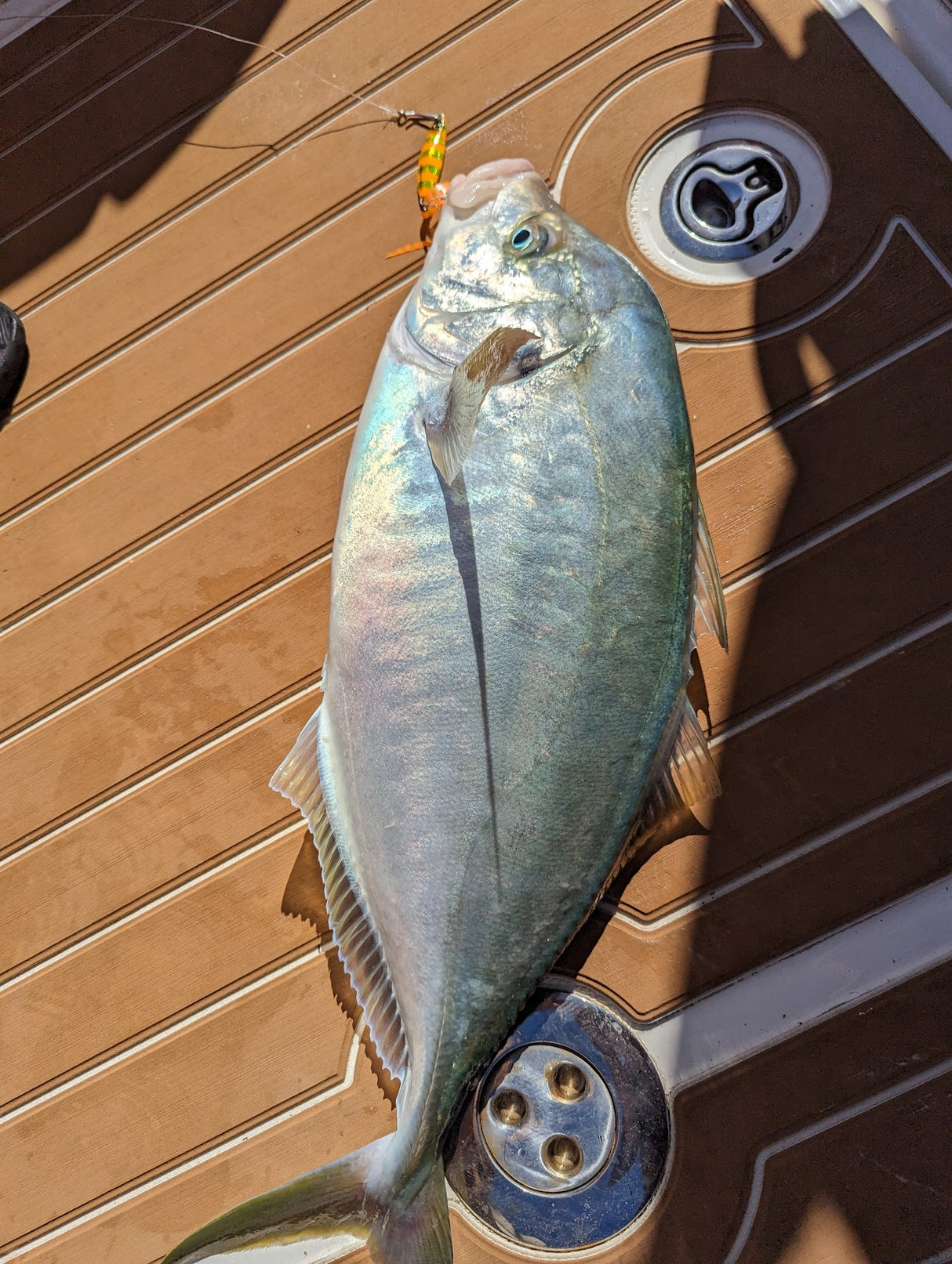 Hayabusa - Jack Eye Kunekune