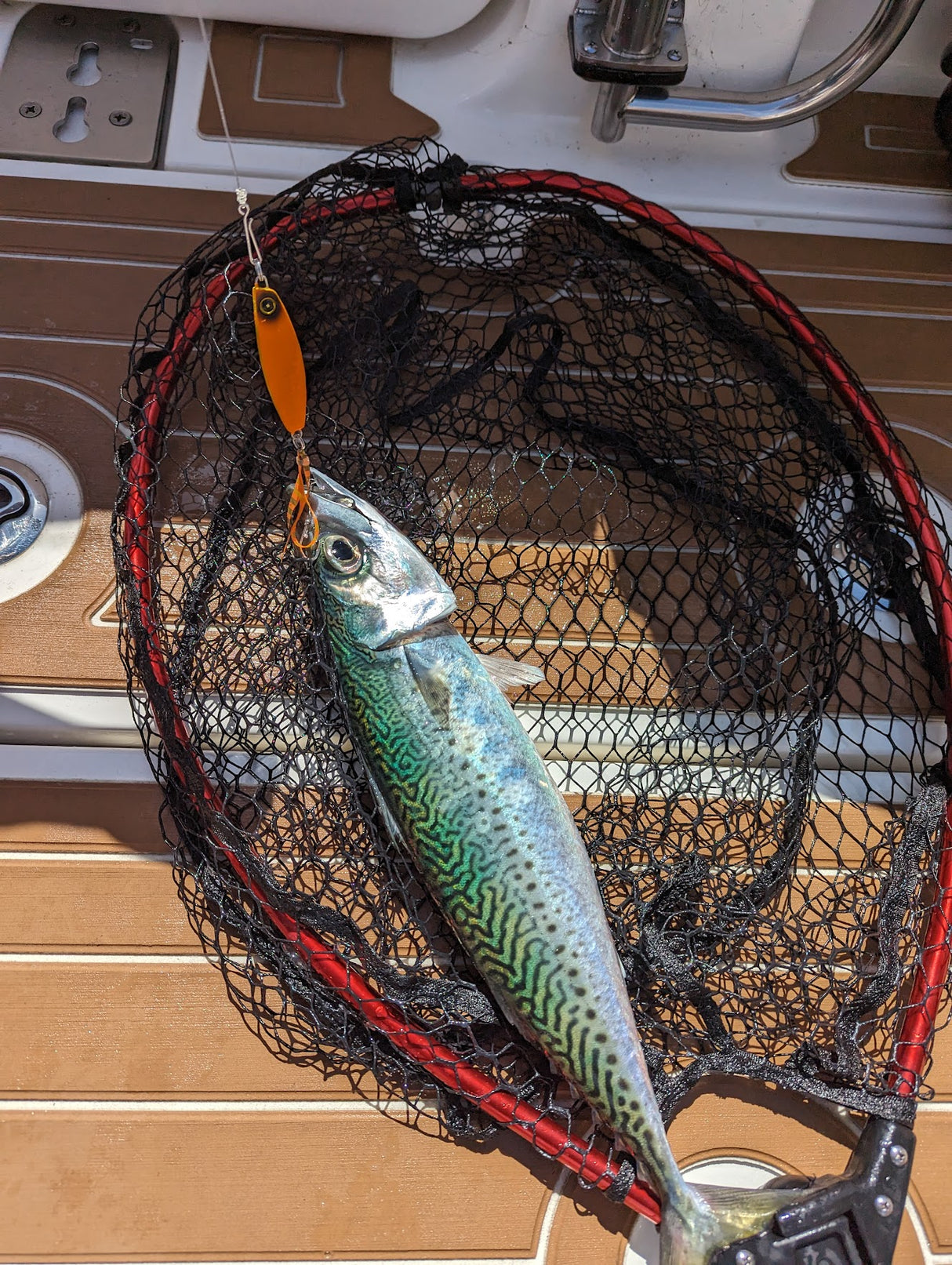 Hayabusa - Jack Eye Kunekune