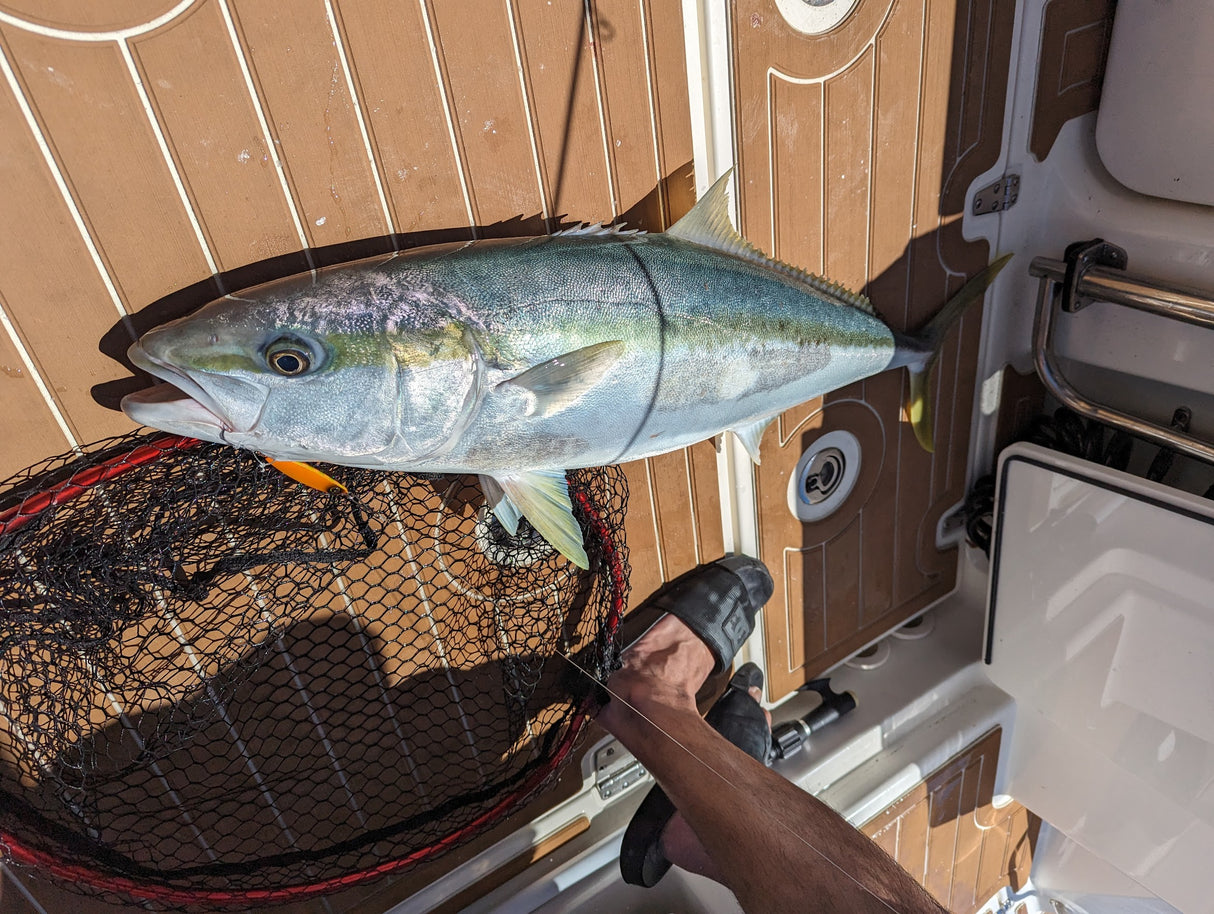 Hayabusa - Jack Eye Kunekune