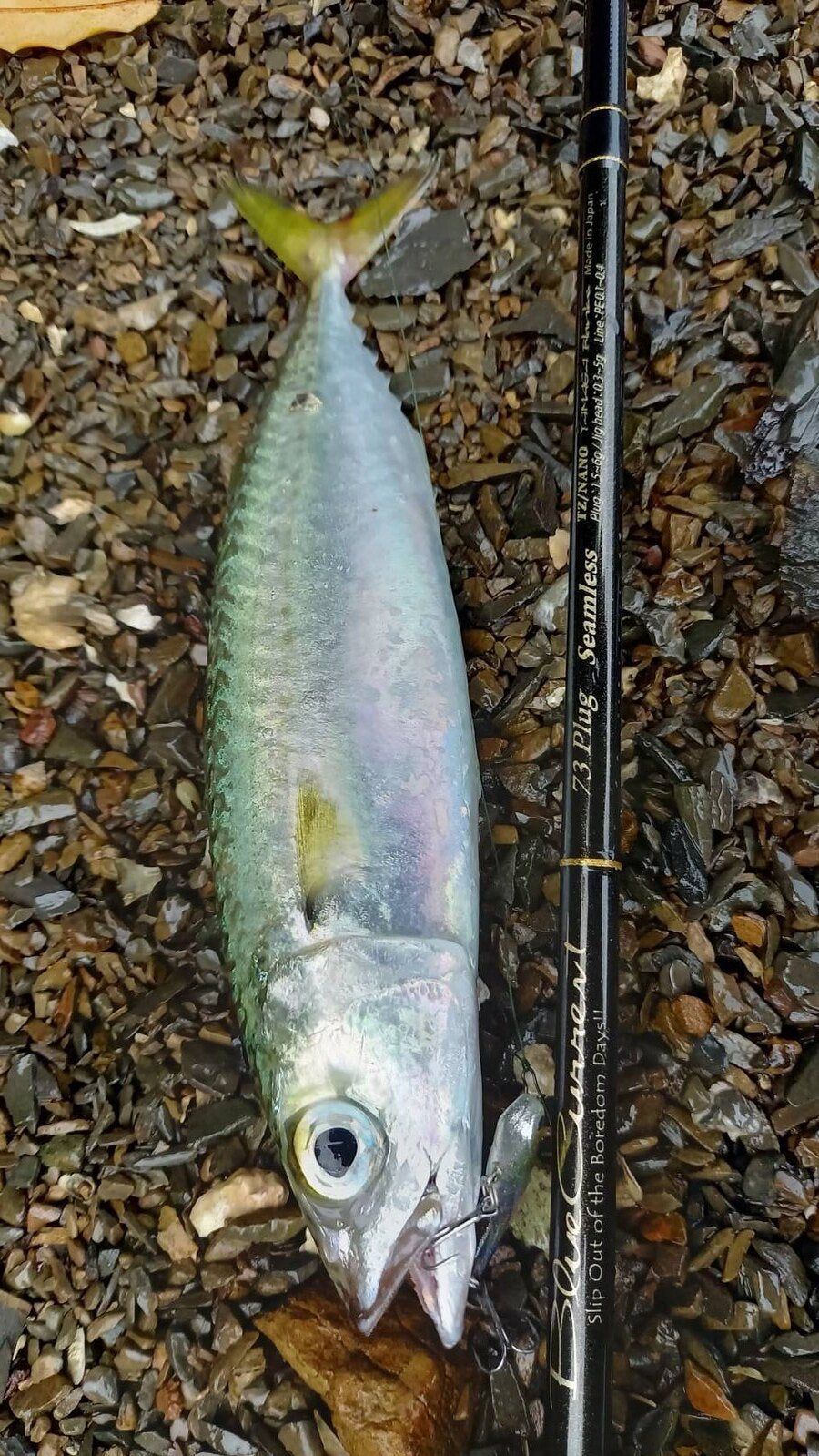 Yamaga Blanks - Blue Current 73Plug Seamless