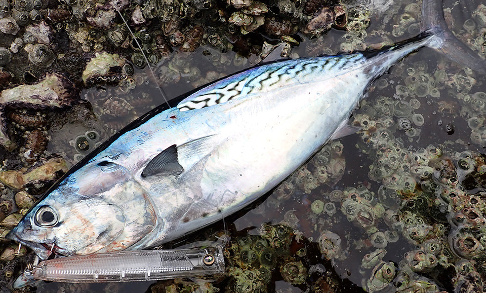 Hardcore - Sonic Boom SB Pop (F)