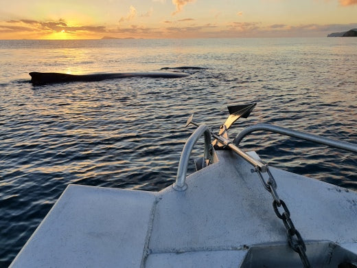 Boomer - All Terrain Anchor