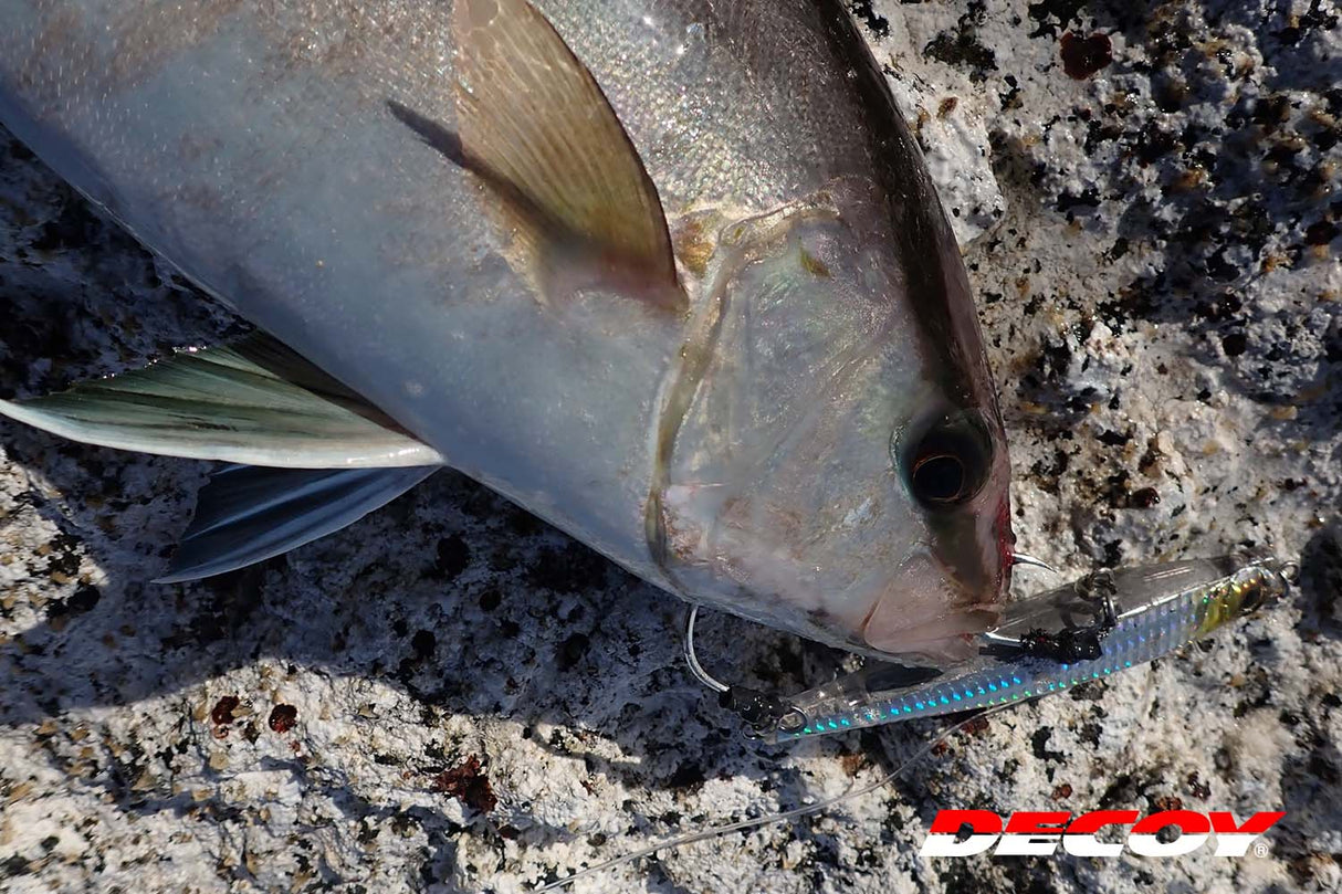 Decoy - Pluggin Jack