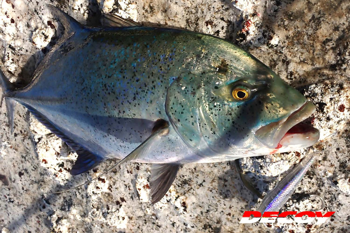 Decoy - Pluggin Jack