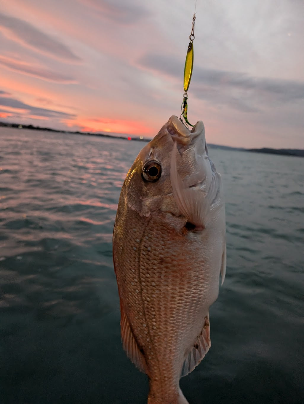 Hayabusa - Jack Eye Kunekune