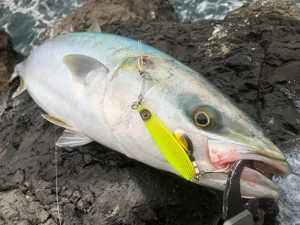 Kingfish jigging guide