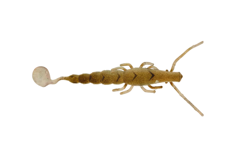 Halco Madeyes - Paddle Prawn 4"