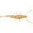 Coffee'd Shrimp