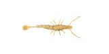 Halco Madeyes - Paddle Prawn 3"
