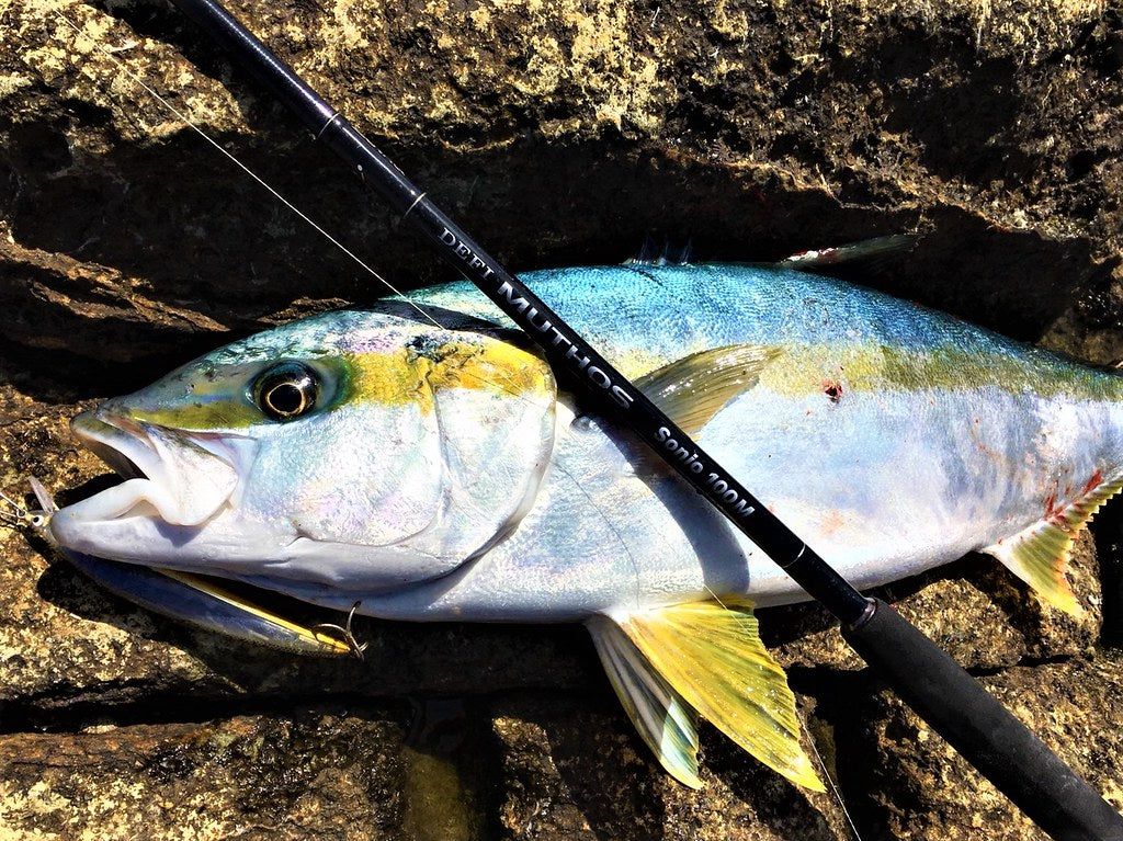 Zenaq Muthos Sonio 100M RG Jigging Rod | Medium Power | NZ