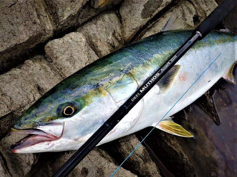 Zenaq - Muthos Accura 100H Ocean Topwater Rod