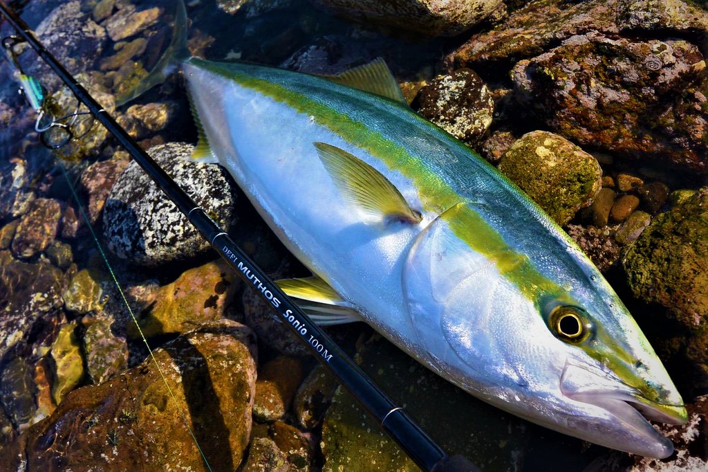 Zenaq Muthos Sonio 100M RG Jigging Rod | Medium Power | NZ