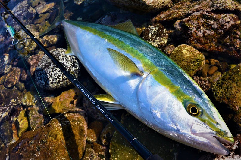 Zenaq - Muthos Sonio 100M RG Topwater Rod