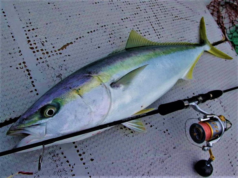 Zenaq - FOKEETO FS63-1.5 IKARI Spinning Rod