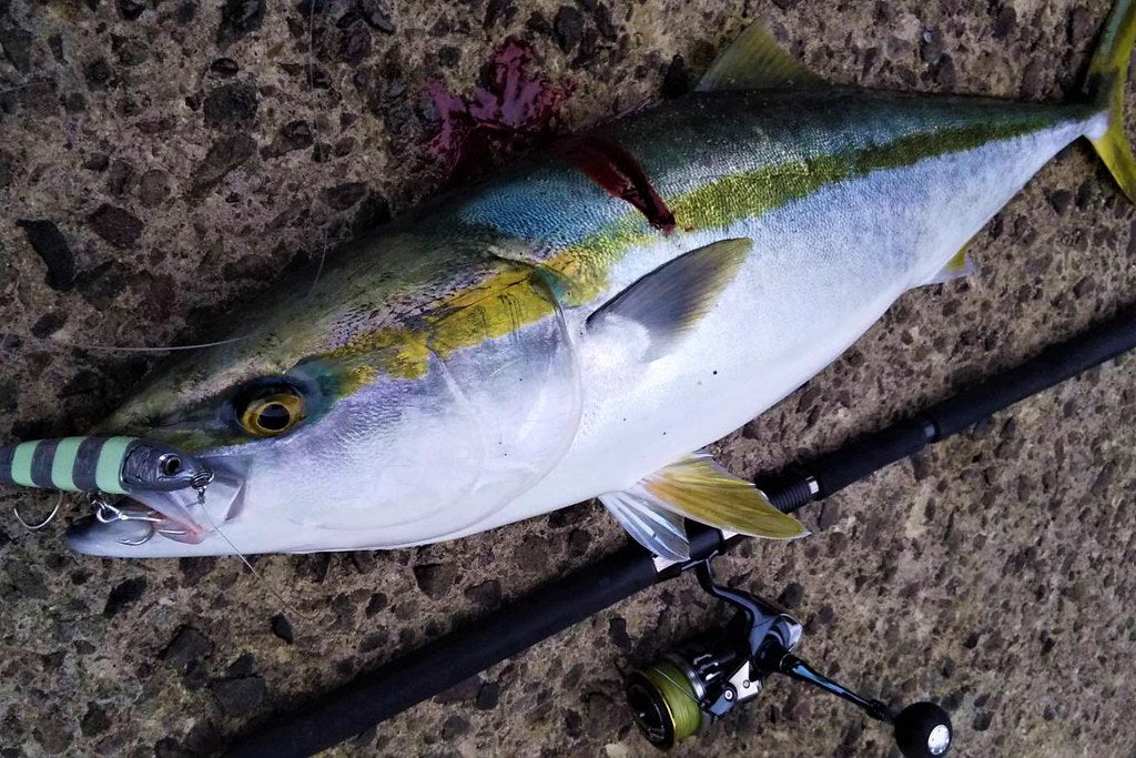Zenaq Muthos Sonio 100M RG Jigging Rod | Medium Power | NZ