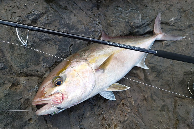 Zenaq - Muthos Accura 95H Type R Topwater Rod
