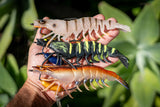 Chasebaits - King Flick Prawn