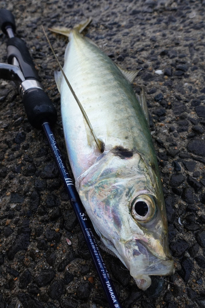 ロッド YAMAGA Blanks BlueCurrent III 53 Yamaga Blanks Blue Current III 53 Ultra-Light Ajing Rod NZ | Max