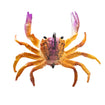 Chasebaits - Crusty Crab (50mm)