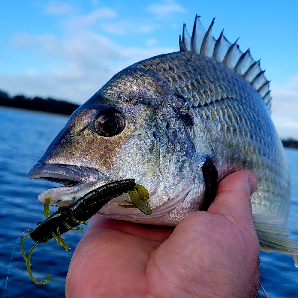 Atomic Plazos - Prong