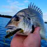 Atomic Plazos - Prong