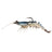 White Shrimp