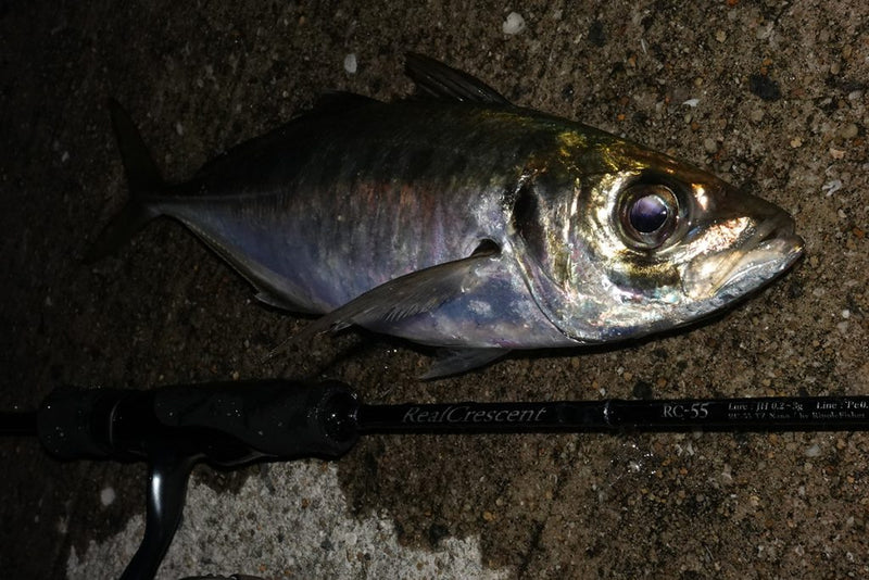 Ripple Fisher - RealCrescent RC55S Light Game Rod