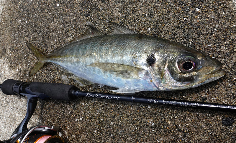 Ripple Fisher - RealCrescent RC65S Light Game Rod