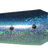 Red Eye Sardine