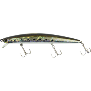 Sardine Noir