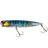 Genkai Sardine