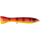 Coral Trout
