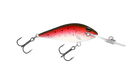 Rainbow Trout