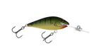 Swamp Tiger