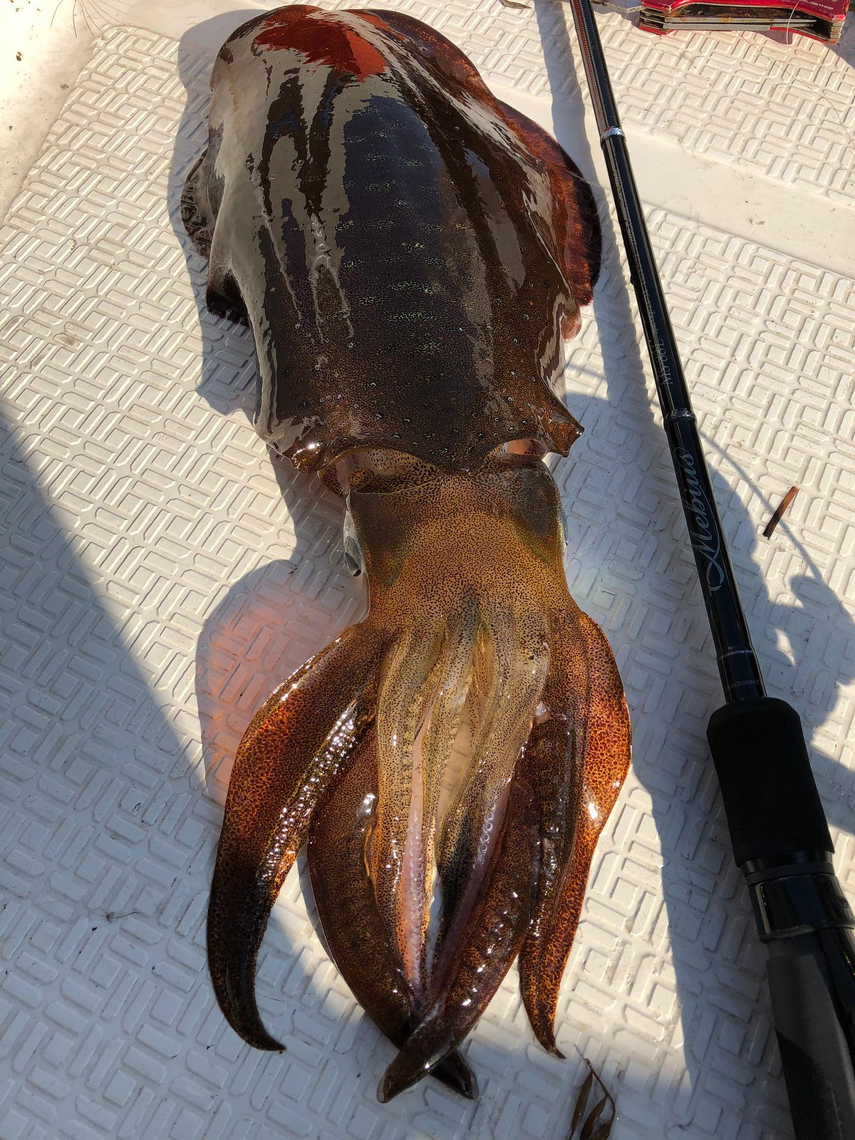 Yamaga Blanks - Mebius 88L Squid Rod