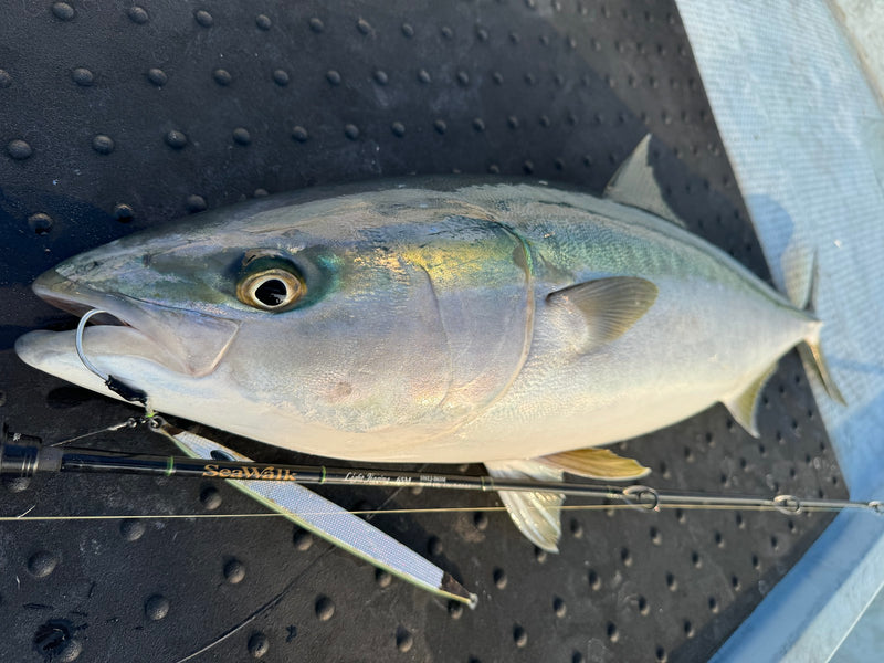 Yamaga Blanks - SeaWalk Light Jigging B65M Overhead Rod