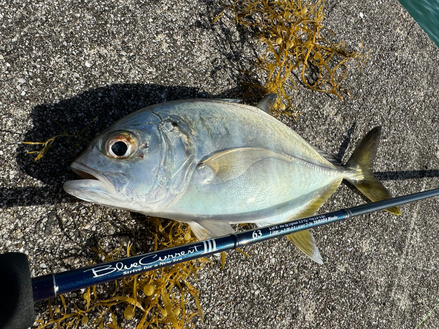 Yamaga Blanks Blue Current III 63 Ajing Rod NZ | Max 5g PE 0.06-0.3 ...
