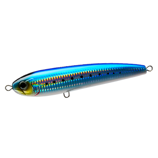 Sardine