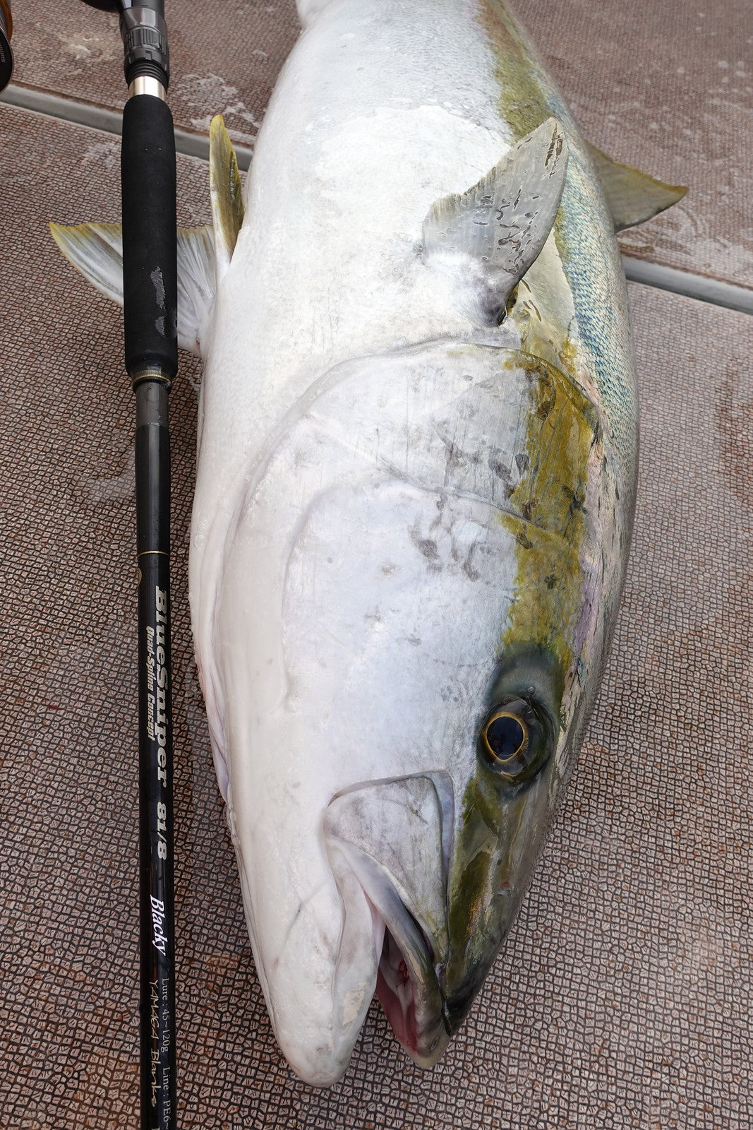 Yamaga Blanks - Blue Sniper 81/8 Blacky – Monster Fishing