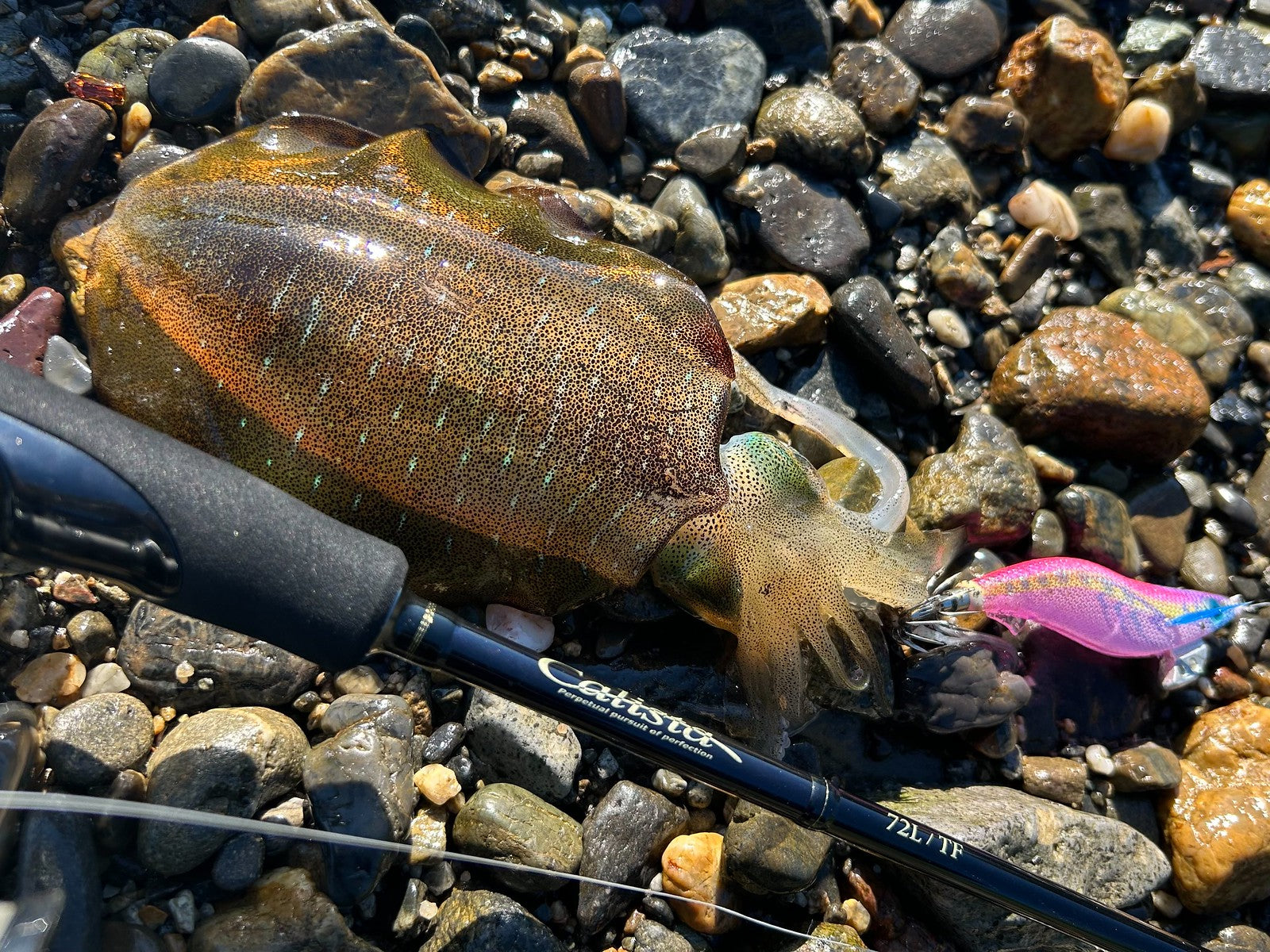 Yamaga Blanks Calista 72L/TF Squid Rod NZ | Monster Fishing