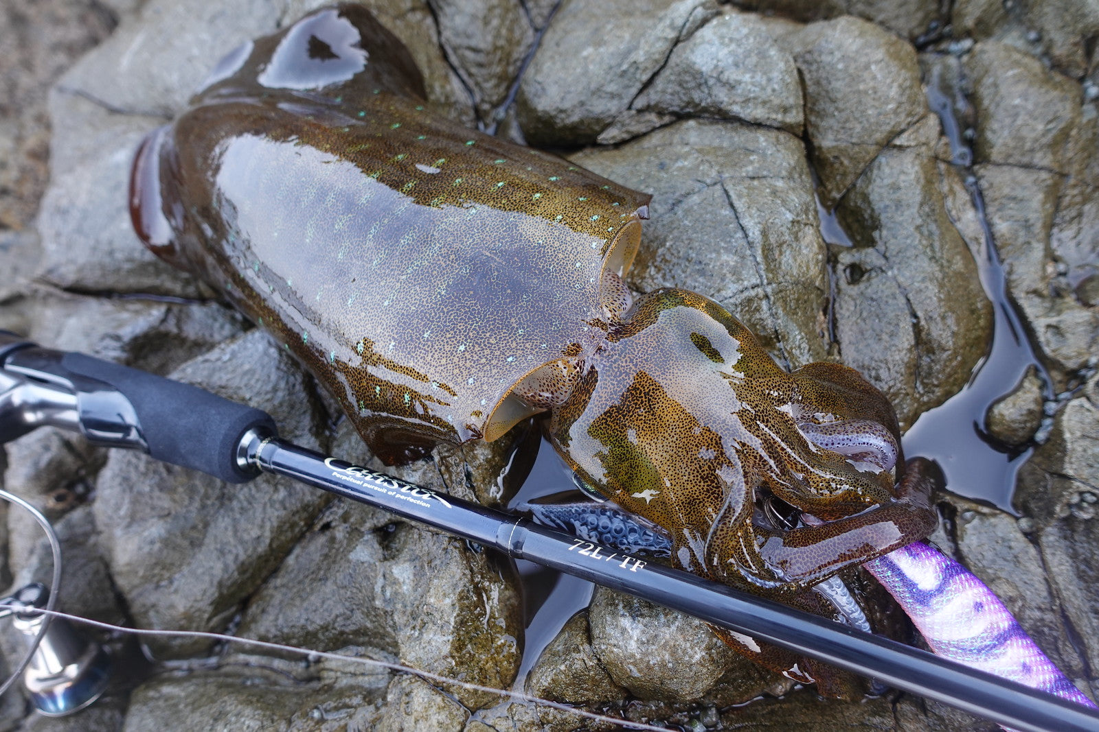 Yamaga Blanks Calista 72L/TF Squid Rod NZ | Monster Fishing
