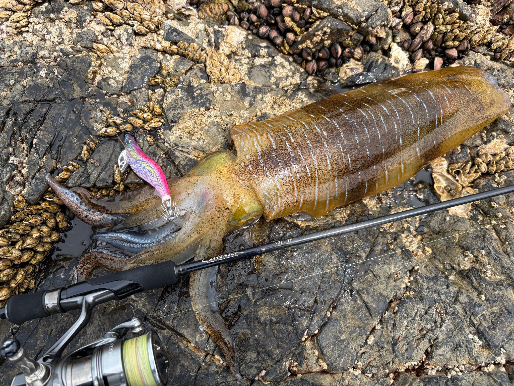 Yamaga Blanks Calista 72L/TF Squid Rod NZ | Monster Fishing