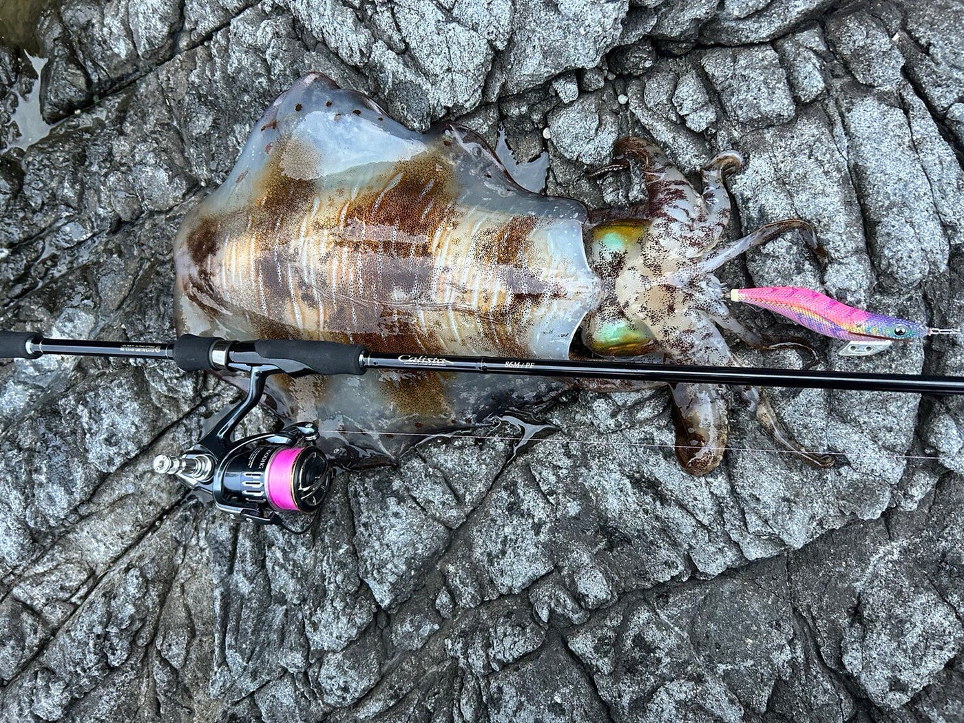 Yamaga Blanks - Calista 86M/PF Squid Rod