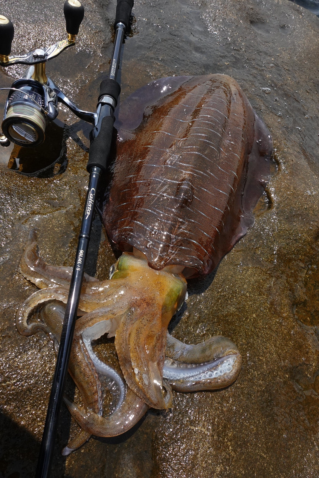 Yamaga Blanks - Calista 90LML/S Squid Rod