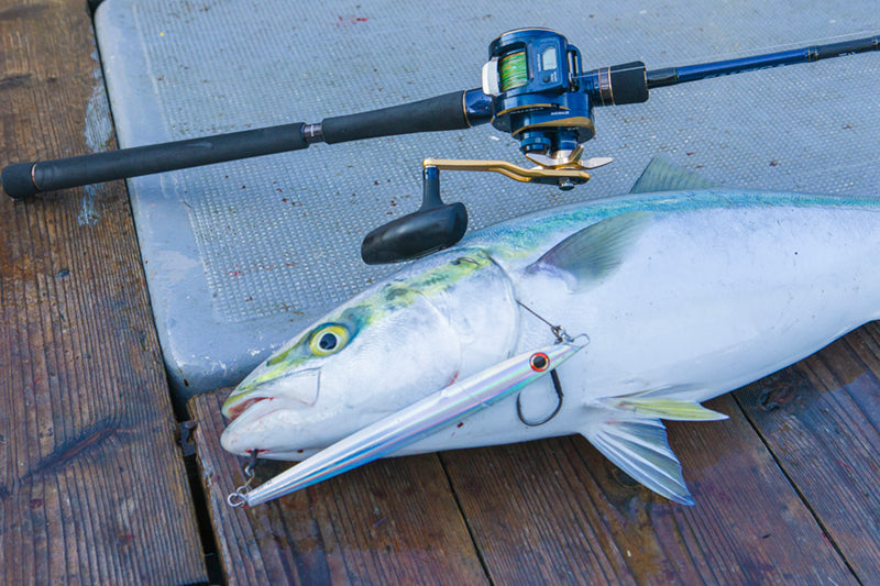 Daiwa - 21 SALTIGA IC 300HL-SJ – Monster Fishing