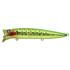 #10 Kiwi