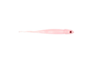 Jelly Prawn